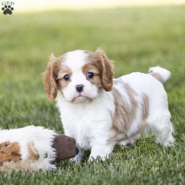 Cole, Cavalier King Charles Spaniel Puppy
